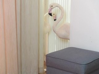 Chat vidéo érotique AmeliaJune