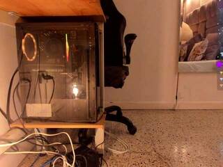 Chat vidéo érotique amina-west