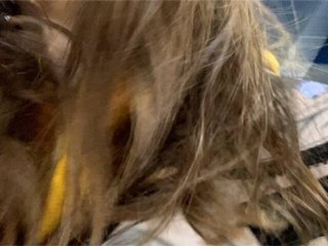 Captures d'écran de diffusion Eliness