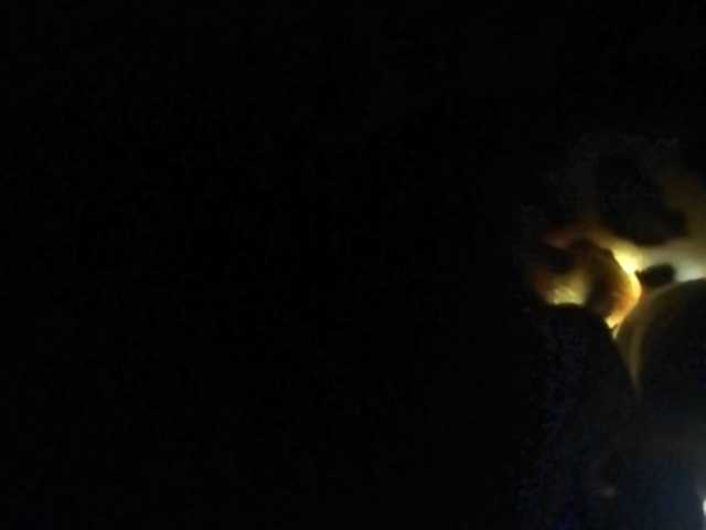 Captures d'écran de diffusion Dellis