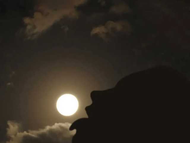 Photo du profil FoxMink