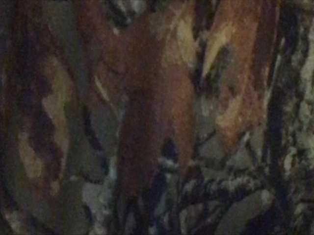 Captures d'écran de diffusion shawtyyredd